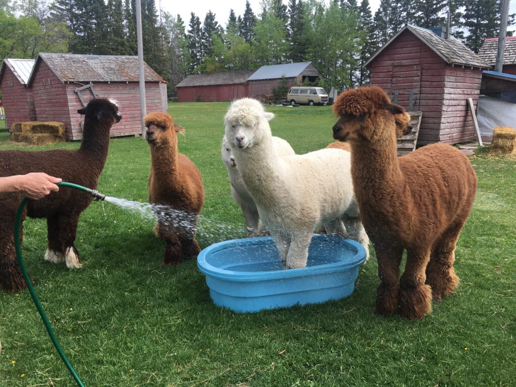 A hand is holding a water hose spraying water towards a group of fluffy alpacas on a summer day.
