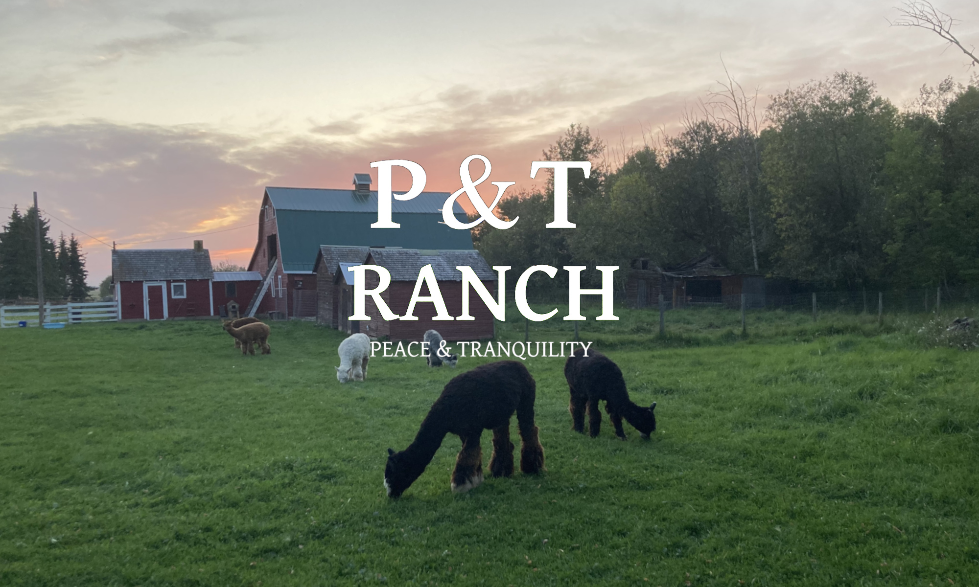 P & T Ranch Care Farm – Taking care of the land, taking care of each other